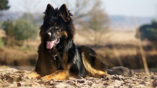 Oudduitse Herder dekreu Ginn Oudduitse Herder dekreu Ginn