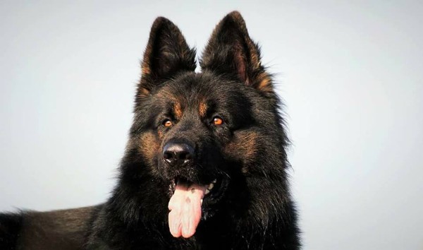 ouduitse herder dekreu Ginn of draccs clan ouduitse herder dekreu Ginn of draccs clan