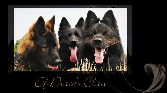 Oudduitse herder of Dracc's clan 